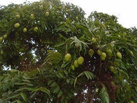 premières mangues